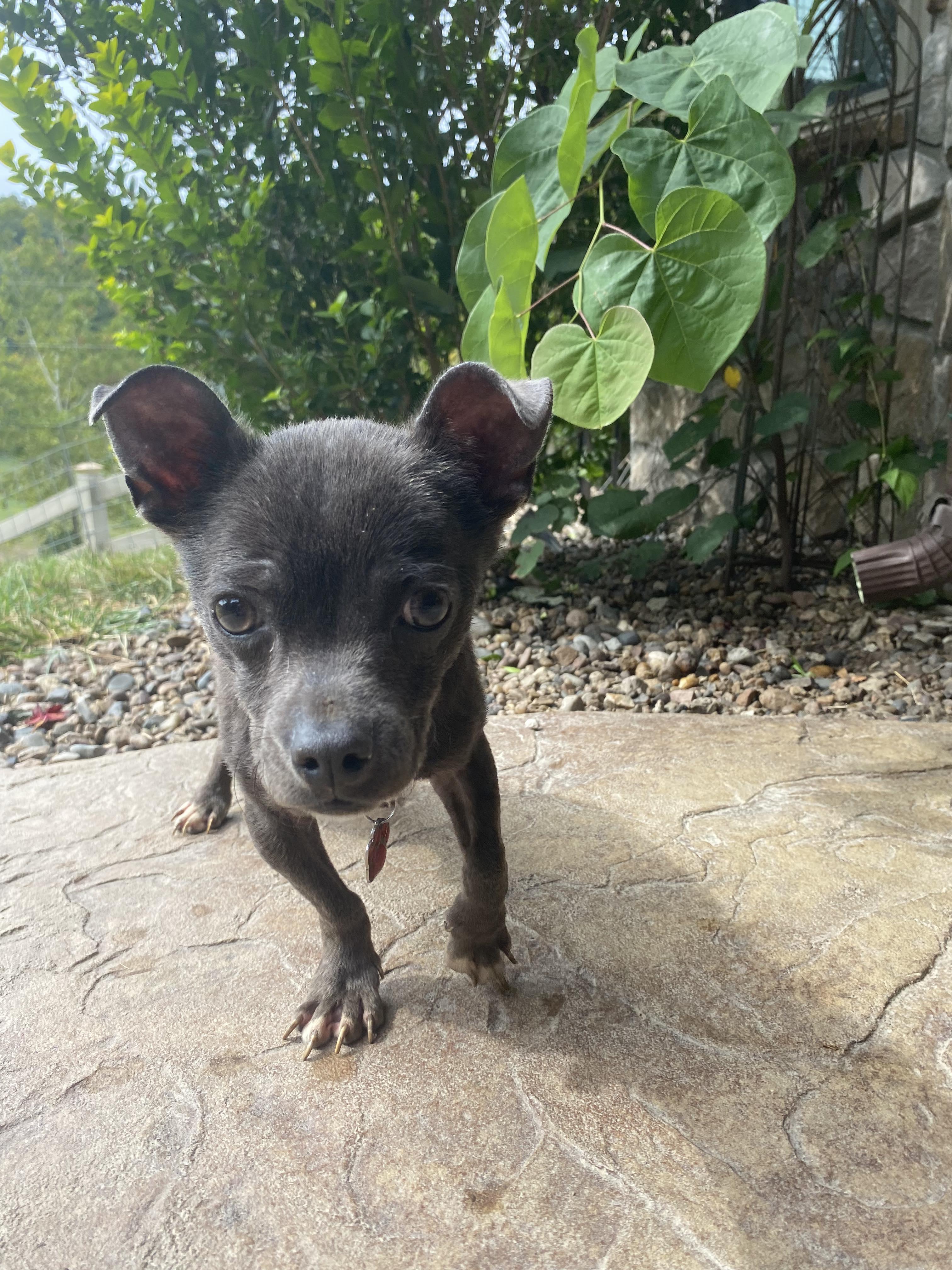 Enlarge Moopsy, a Adopted mixed breed in Columbia, MO image 2/6