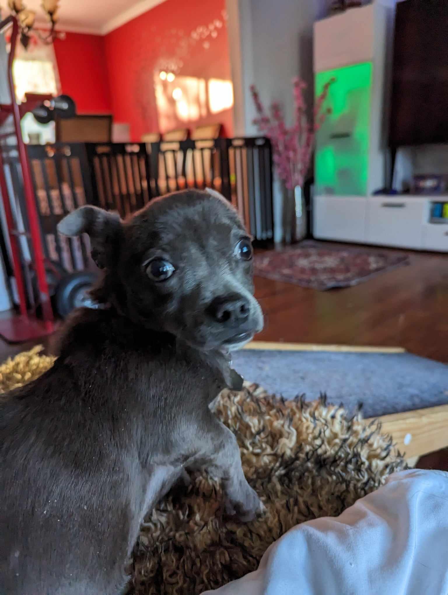 Enlarge Moopsy, a Adopted mixed breed in Columbia, MO image 3/6