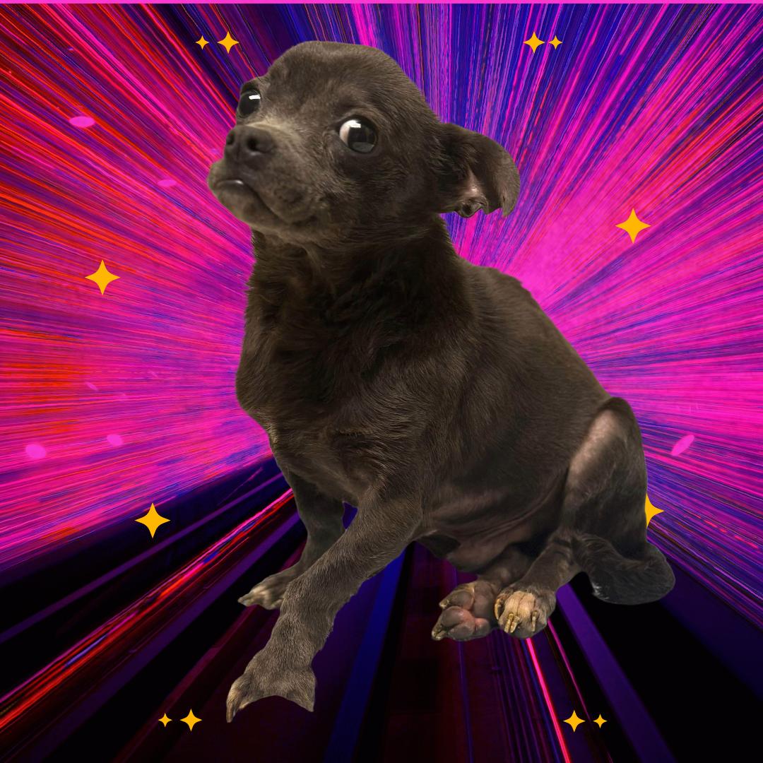 Enlarge Moopsy, a Adopted mixed breed in Columbia, MO image 4/6