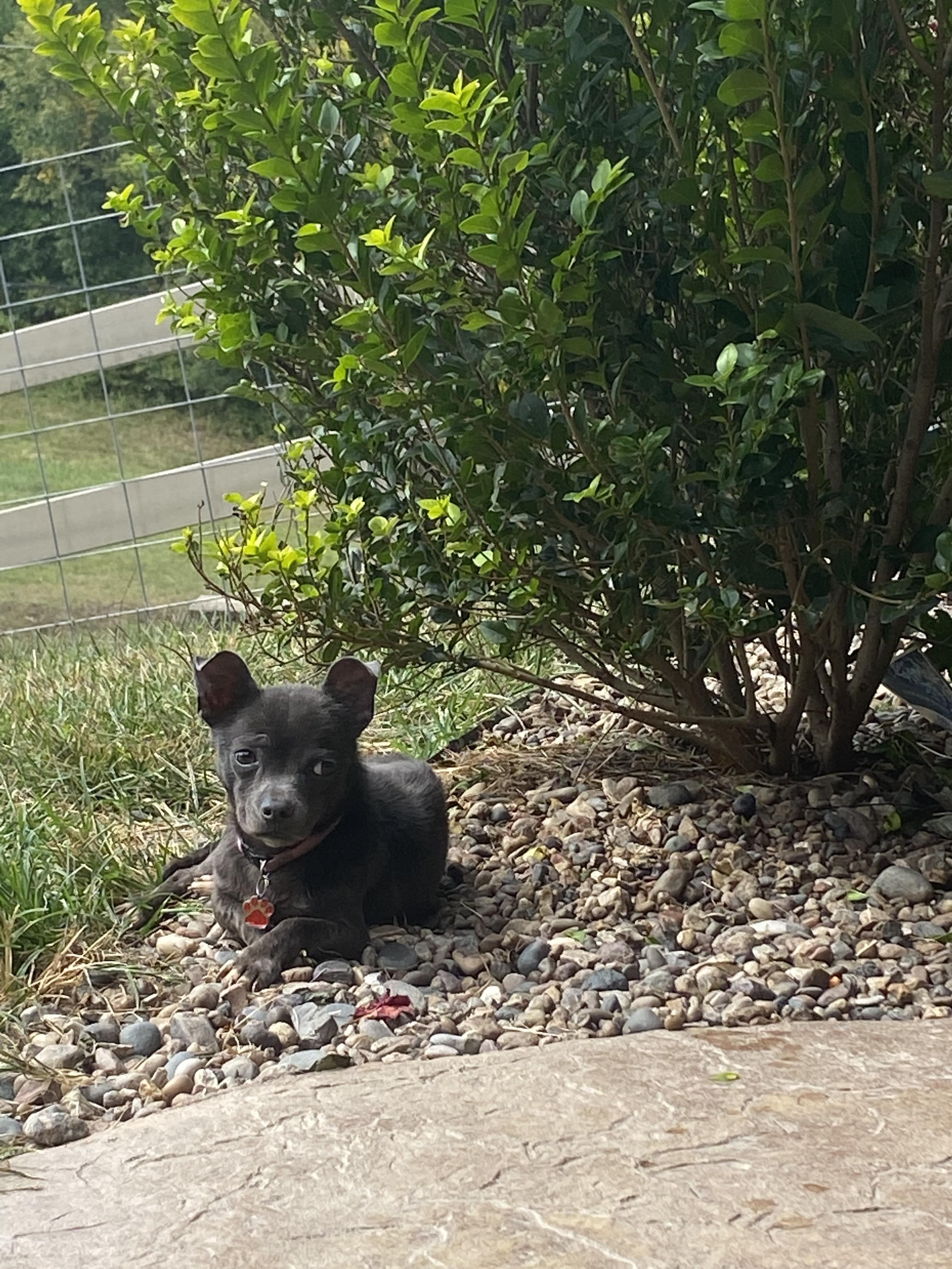 Enlarge Moopsy, a Adopted mixed breed in Columbia, MO image 5/6