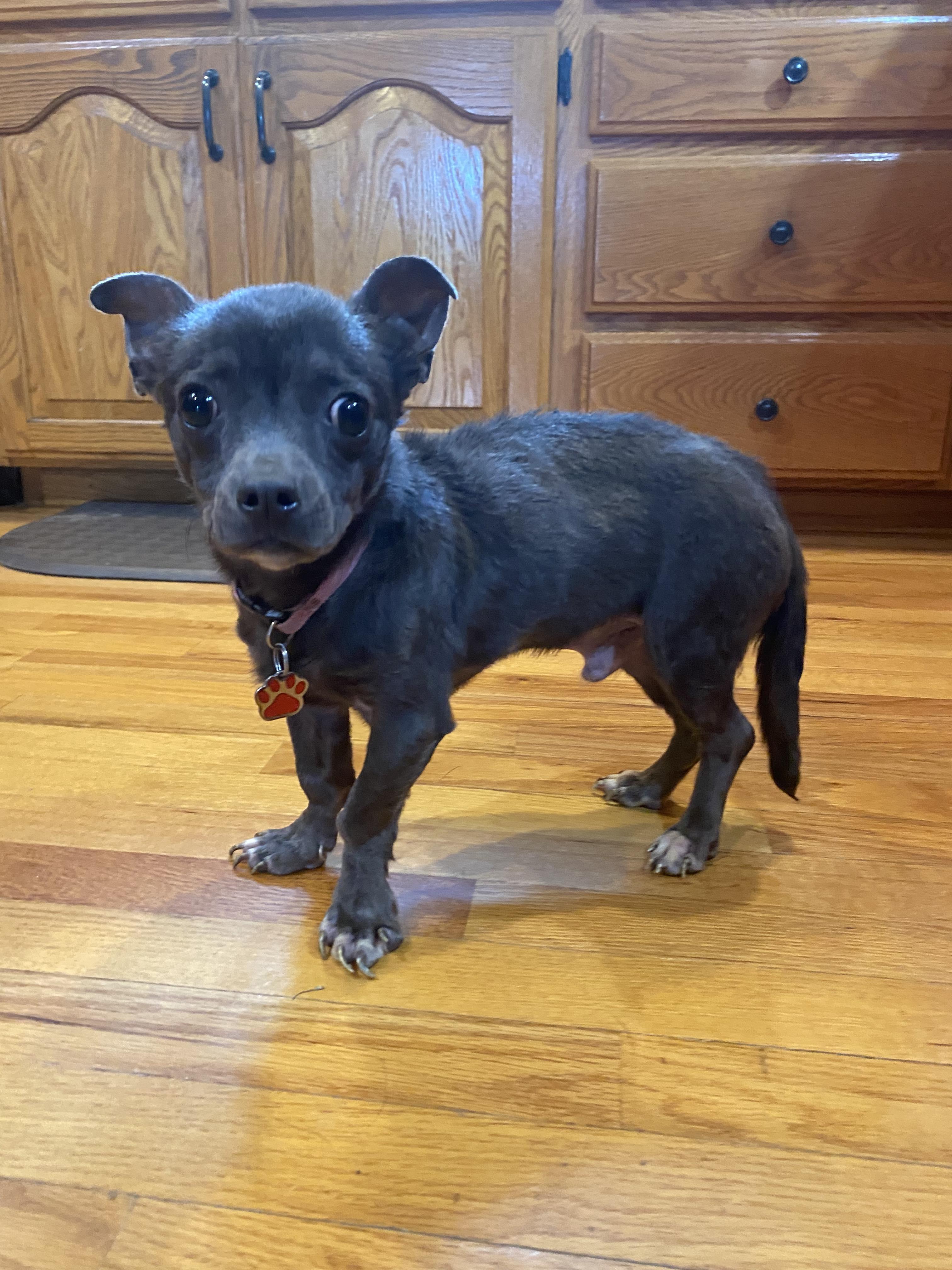 Enlarge Moopsy, a Adopted mixed breed in Columbia, MO image 6/6