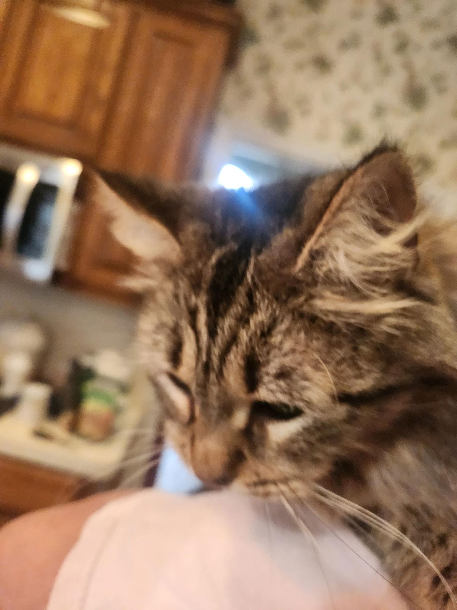 Nate, Adoptable, Adult Female Domestic Medium Hair.