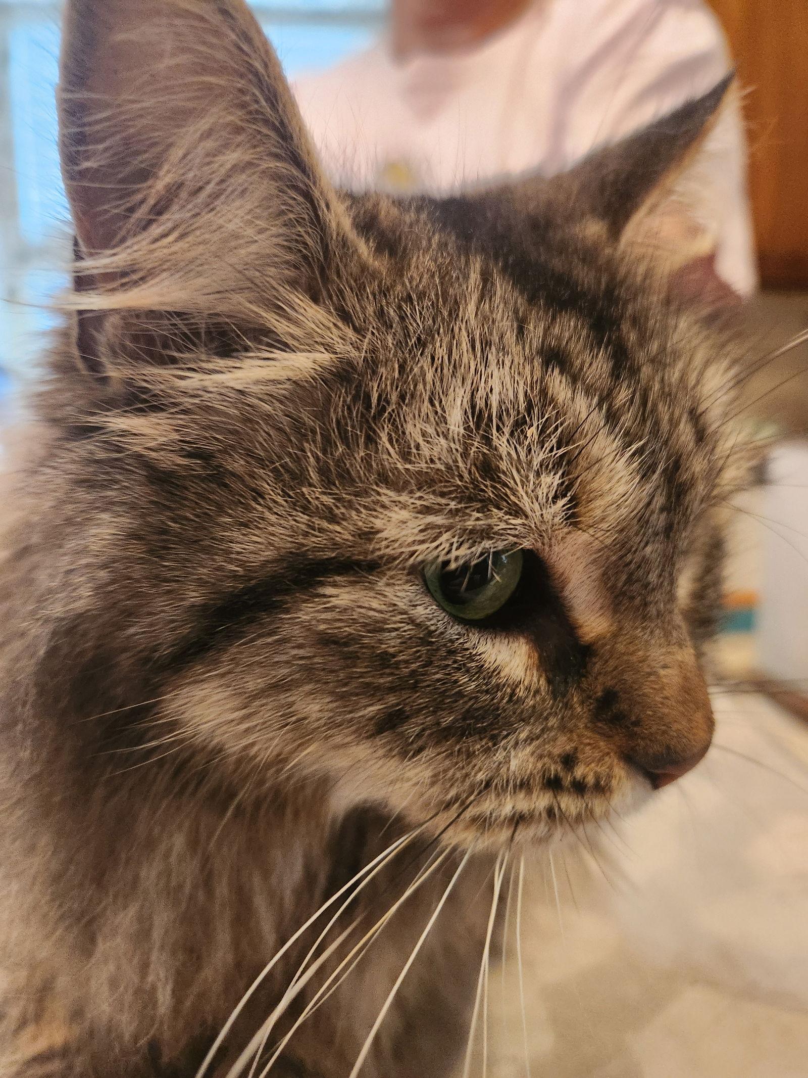 Enlarge Nate, a Adoptable Domestic Medium Hair in Prosper, TX image 2/3