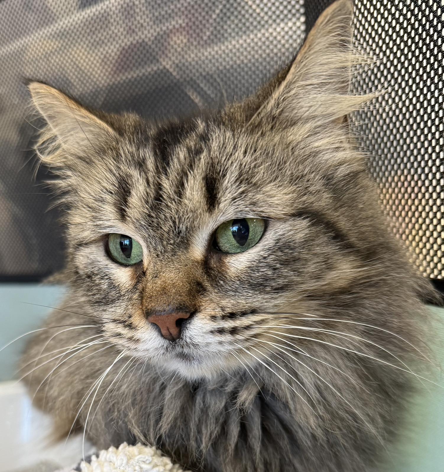 Enlarge Nate, a Adoptable Domestic Medium Hair in Prosper, TX image 3/3