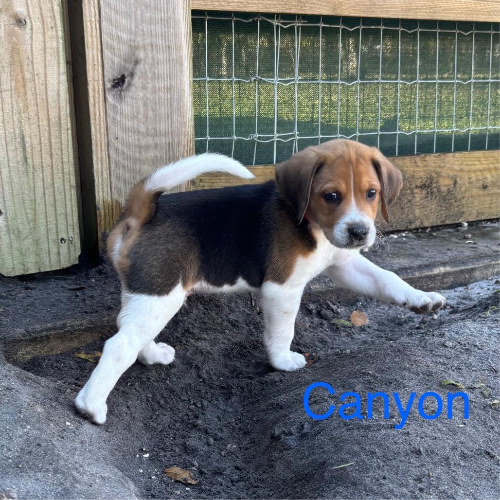 CANYON, Adoptable, Puppy Male Treeing Walker Coonhound.