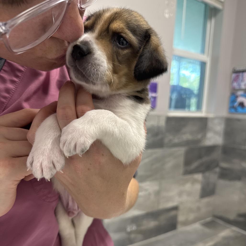 CANYON, a Adoptable Treeing Walker Coonhound in Wellington, FL image 2/6