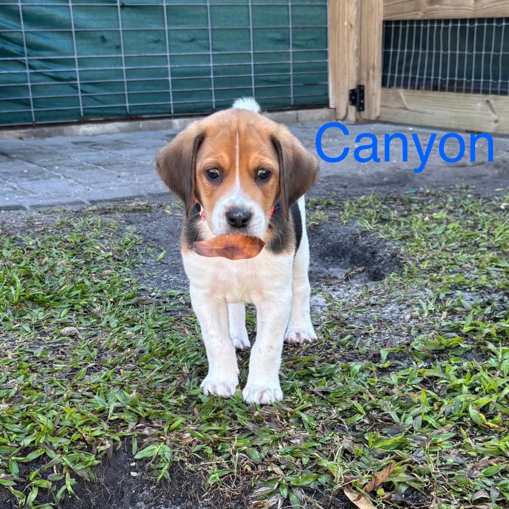CANYON, a Adoptable Treeing Walker Coonhound in Wellington, FL image 4/6
