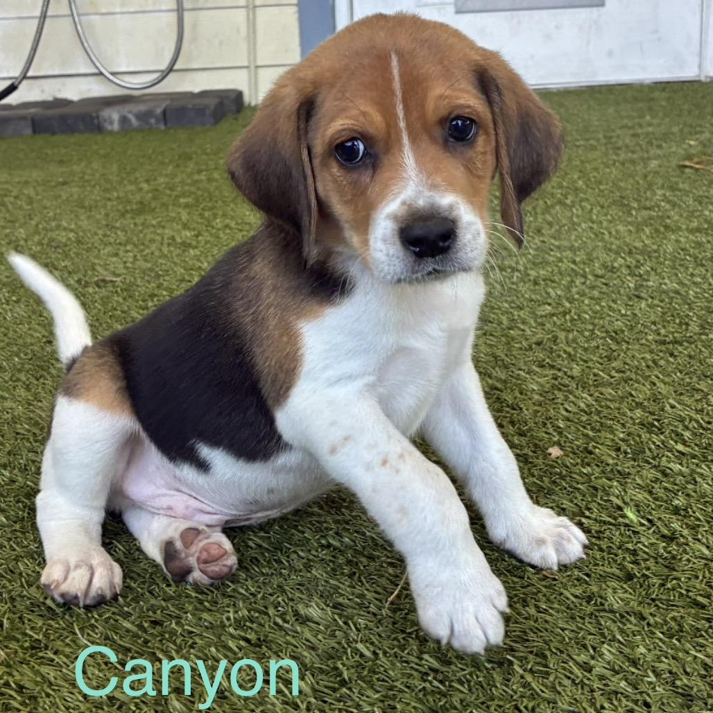 CANYON, a Adoptable Treeing Walker Coonhound in Wellington, FL image 5/6