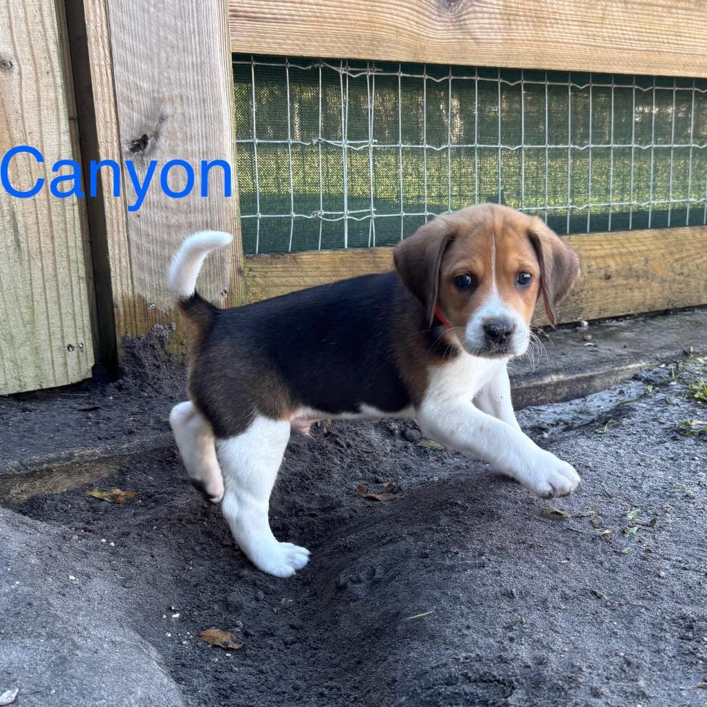 CANYON, a Adoptable Treeing Walker Coonhound in Wellington, FL image 6/6