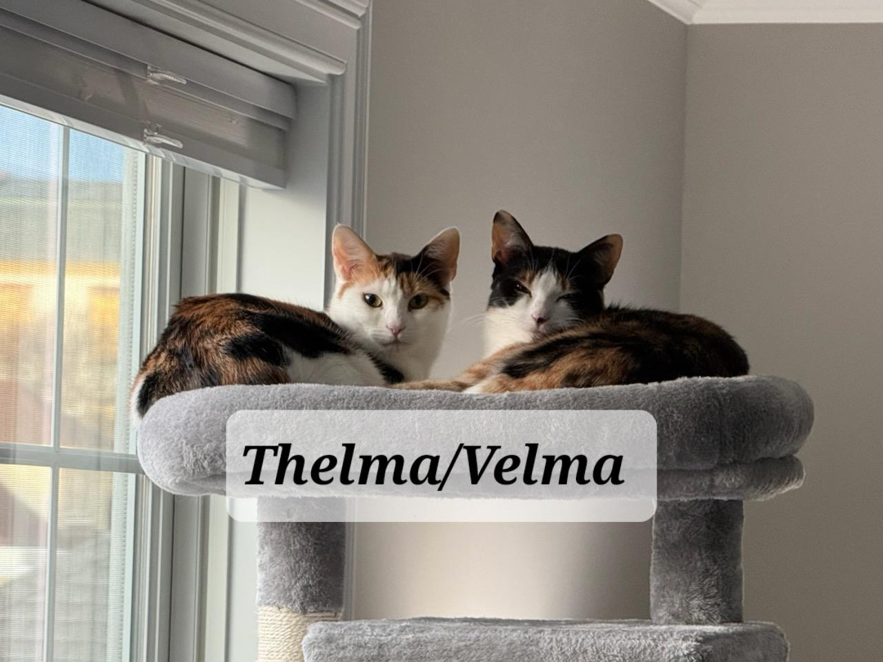 Enlarge Thelma & Velma, an adopted Domestic Short Hair in staten island, NY image 2/4