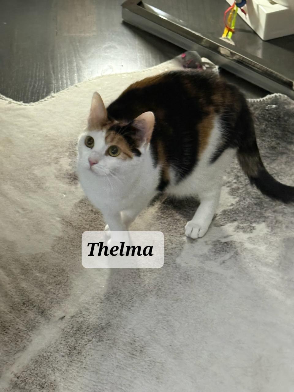 Enlarge Thelma & Velma, an adopted Domestic Short Hair in staten island, NY image 3/4