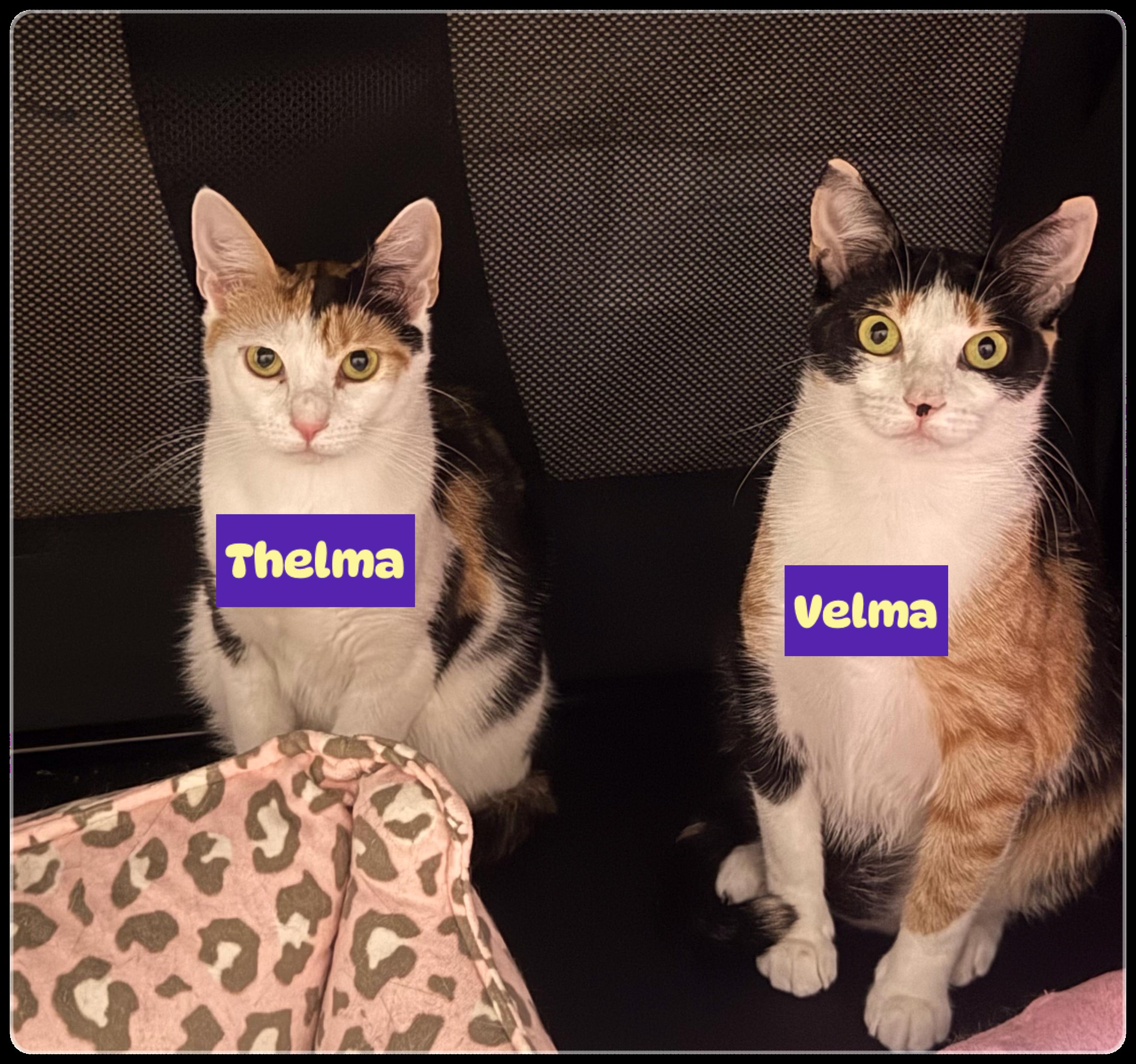 Thelma & Velma, adopted, Young Female Domestic Short Hair.