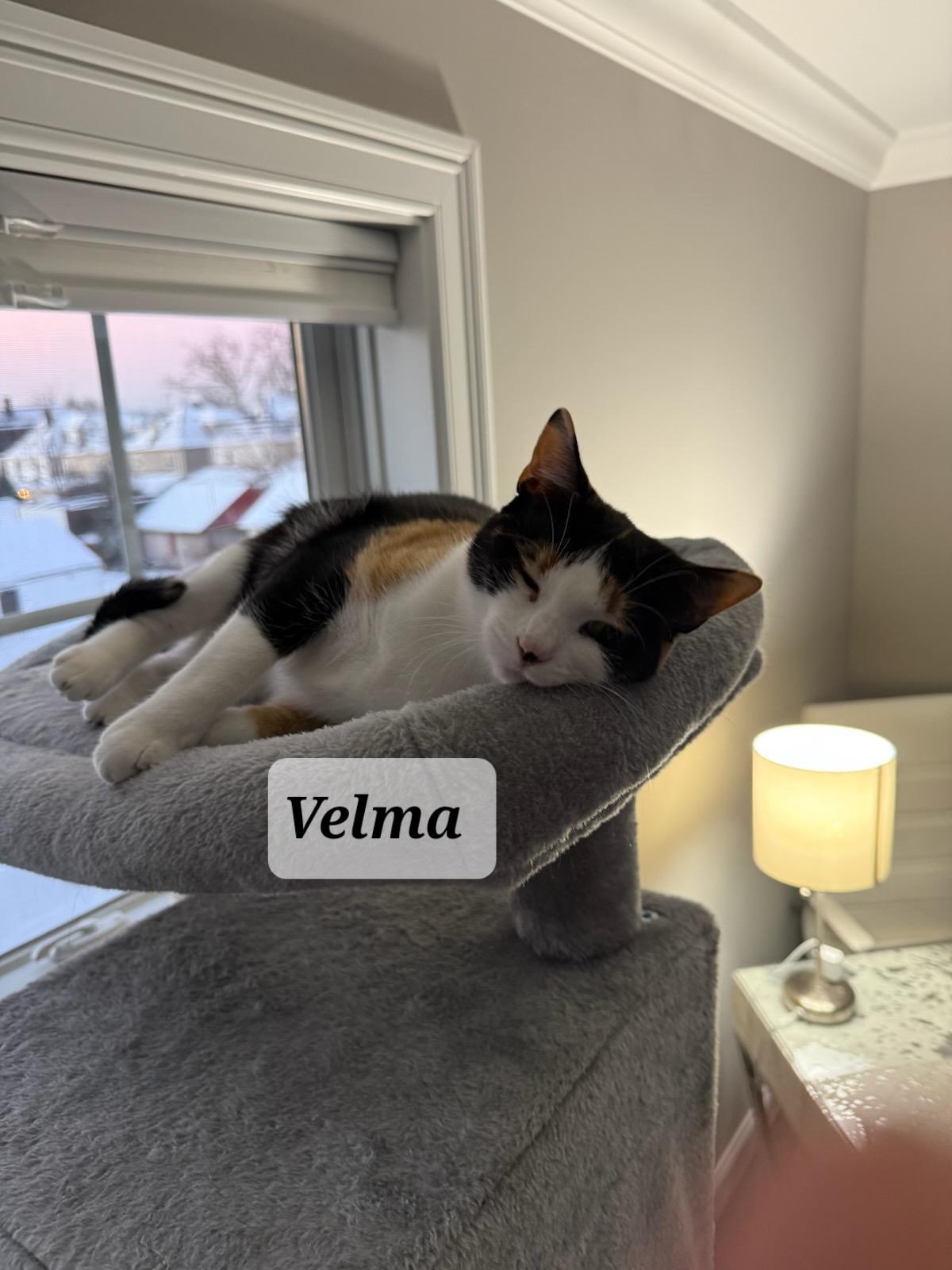 Enlarge Thelma & Velma, an adopted Domestic Short Hair in staten island, NY image 4/4