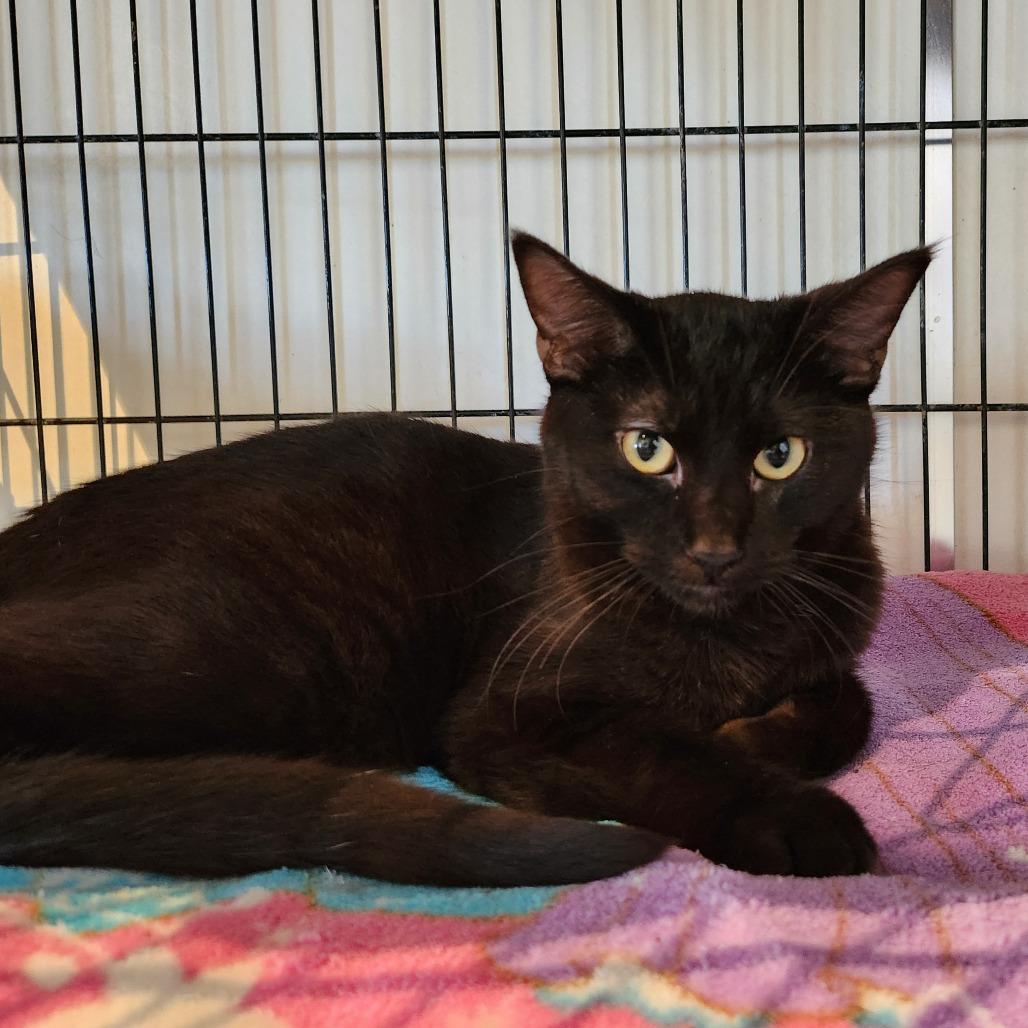 Ryder — thumbnail 2