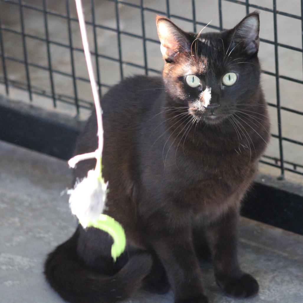 Ryder — thumbnail 3