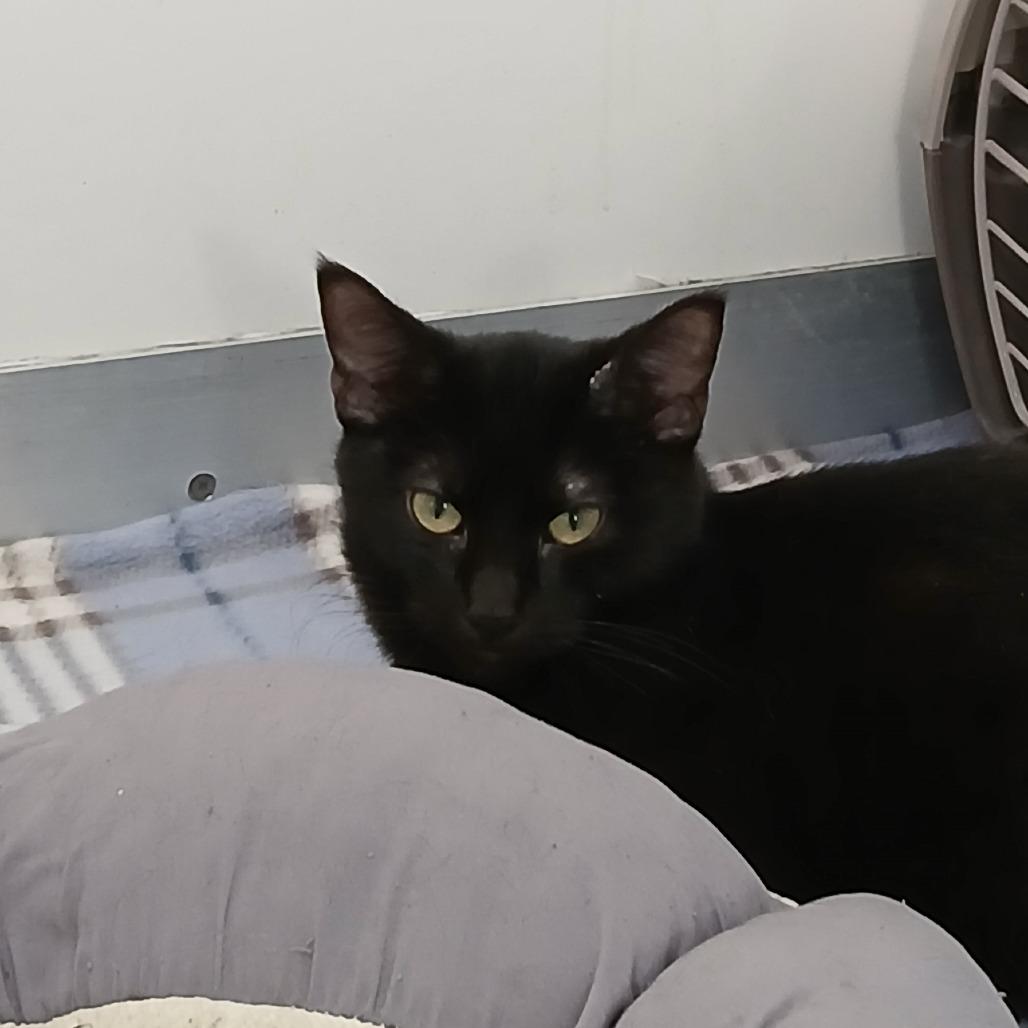 Ryder — thumbnail 4