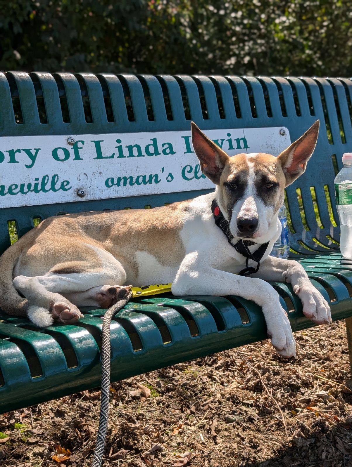 Dog for adoption Atlas, a Mixed Breed in Cherry Hill, NJ Petfinder