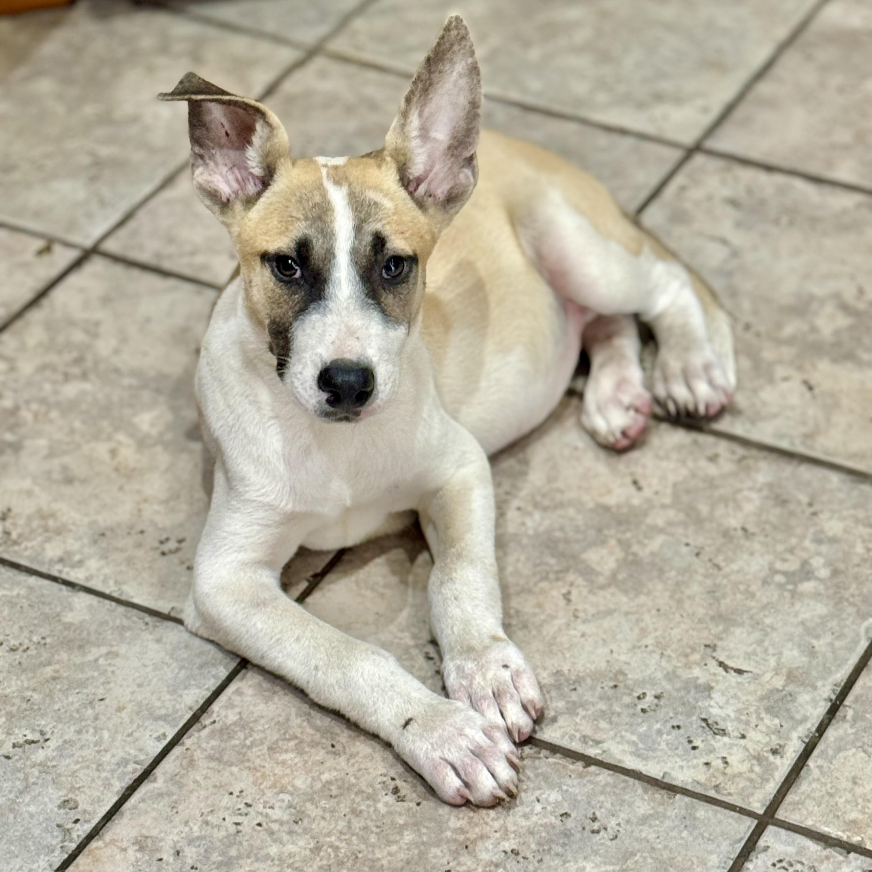Dog for adoption Atlas, a Mixed Breed in Cherry Hill, NJ Petfinder