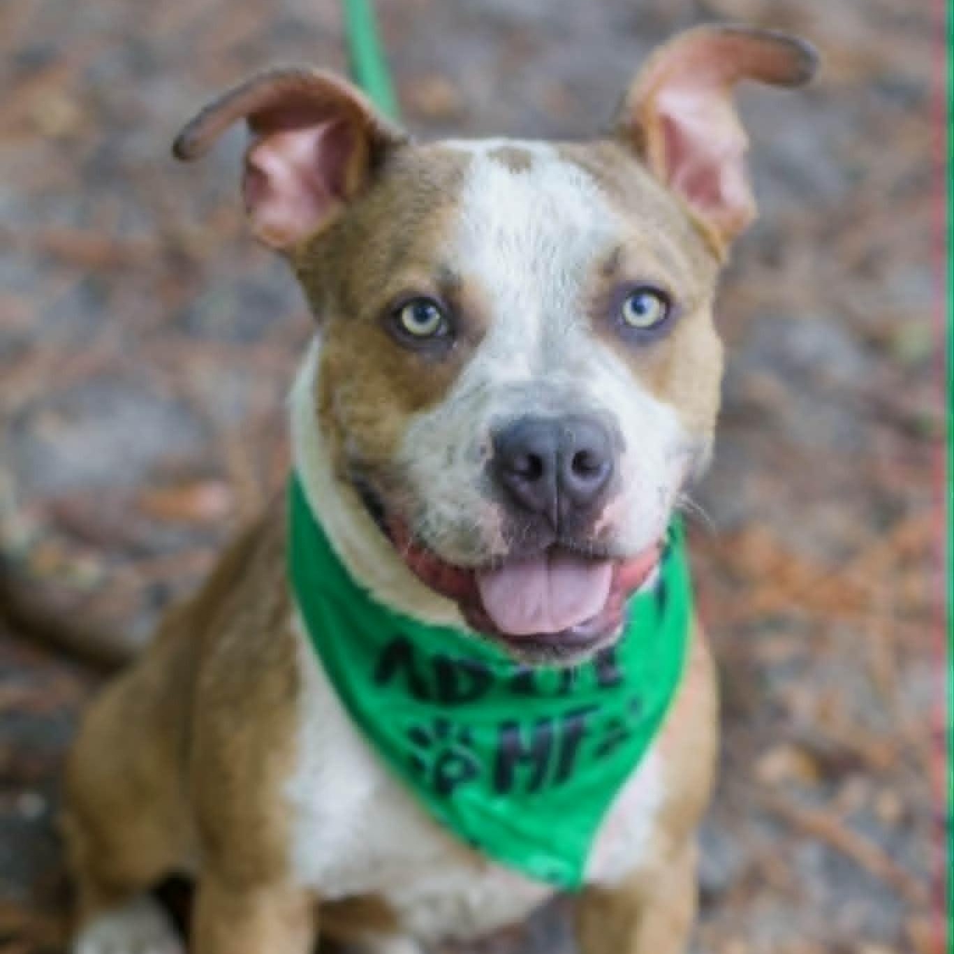 Caramel, ADOPTABLE, Young Male Terrier.