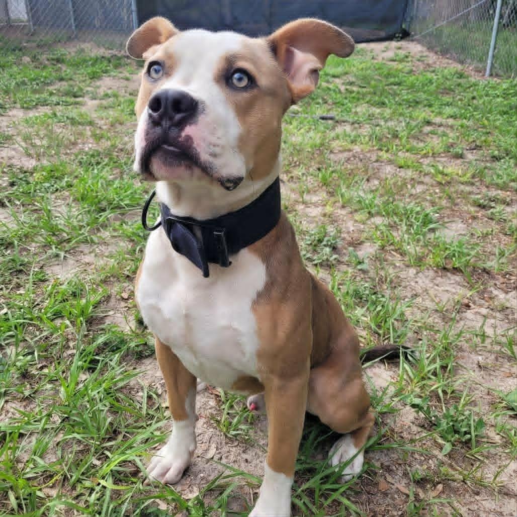 Enlarge Caramel, a ADOPTABLE mixed breed in Umatilla, FL image 3/5