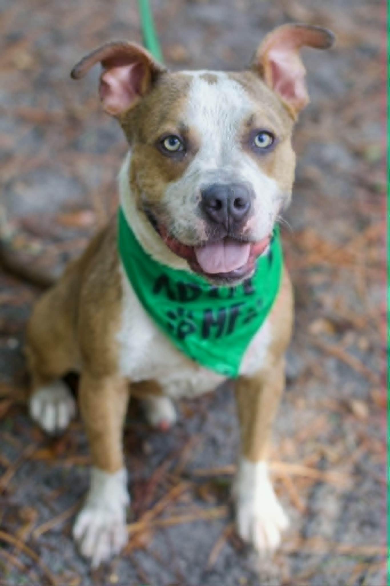 Enlarge Caramel, a ADOPTABLE mixed breed in Umatilla, FL image 2/5