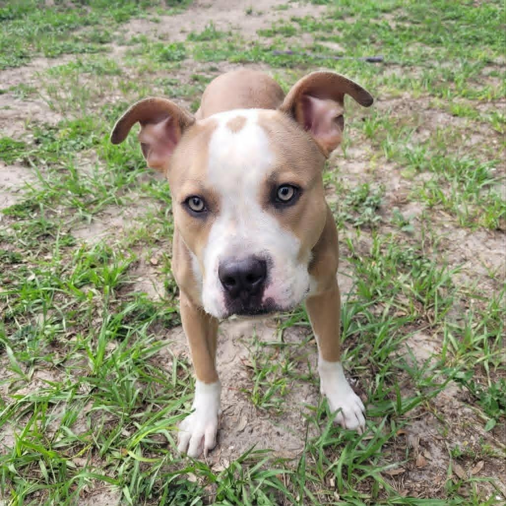 Enlarge Caramel, a ADOPTABLE mixed breed in Umatilla, FL image 4/5