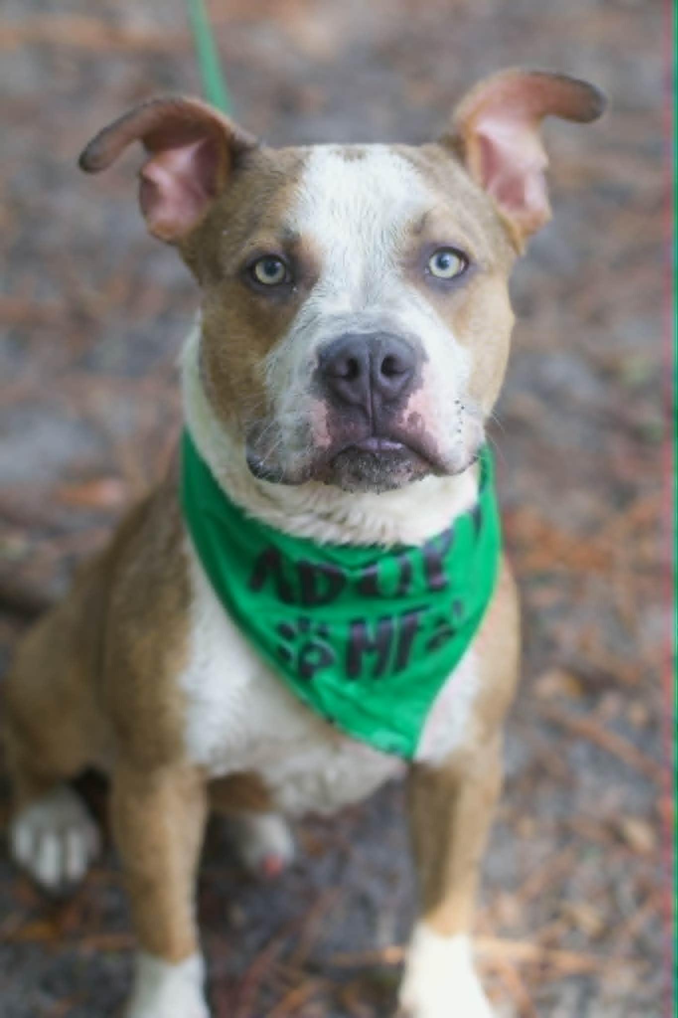 Enlarge Caramel, a ADOPTABLE mixed breed in Umatilla, FL image 5/5