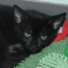 Riot, Baby Male Domestic Short Hair