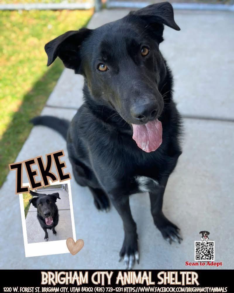Zeke , ADOPTABLE, Adult Male Border Collie & German Shepherd Dog.