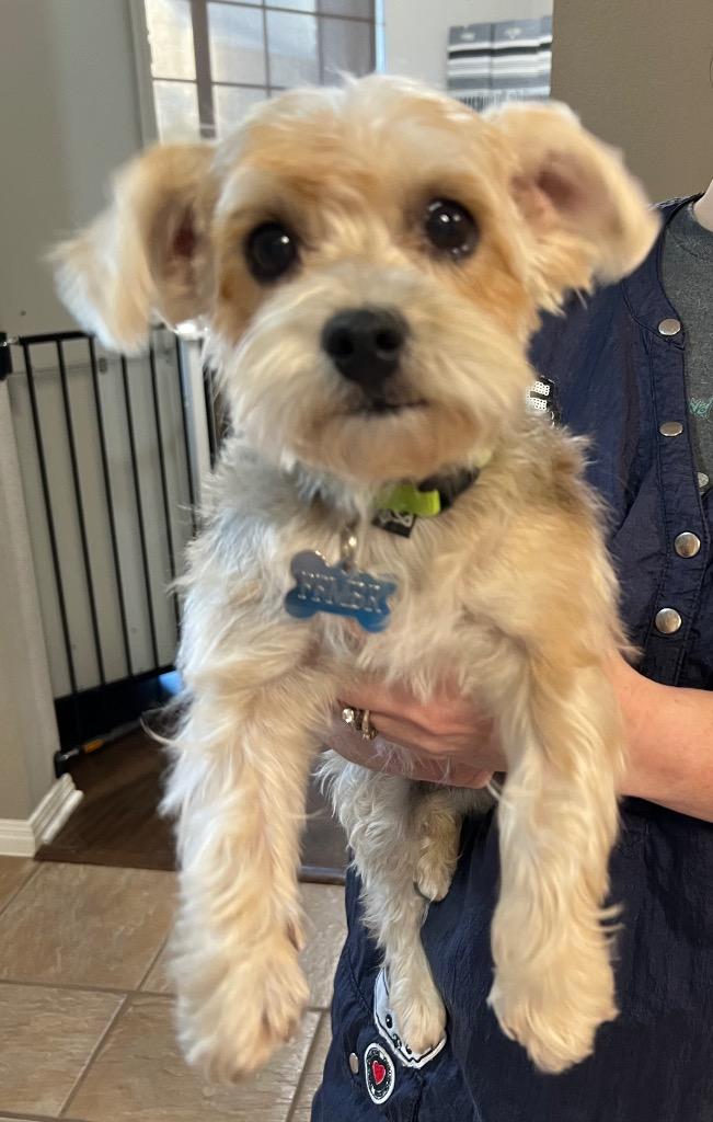 Peanut, Adopted, Adult Female Yorkshire Terrier.