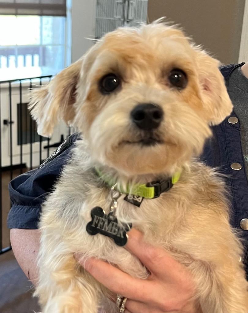 Enlarge Peanut, a Adopted Yorkshire Terrier in Leander, TX image 2/4