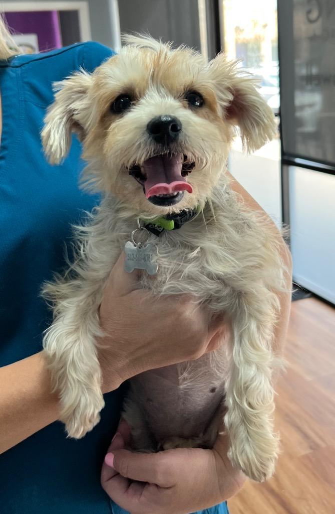 Enlarge Peanut, a Adopted Yorkshire Terrier in Leander, TX image 4/4