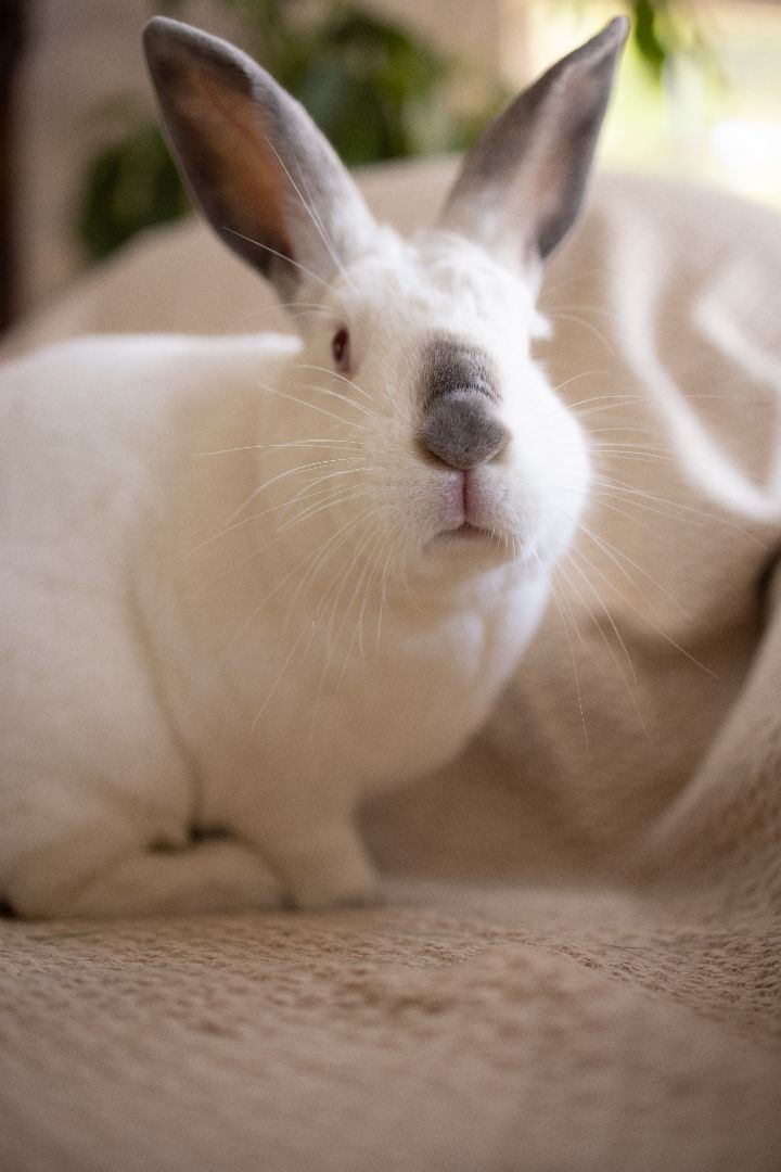 May, a Adoptable Californian in Los Angeles, CA image 3/10