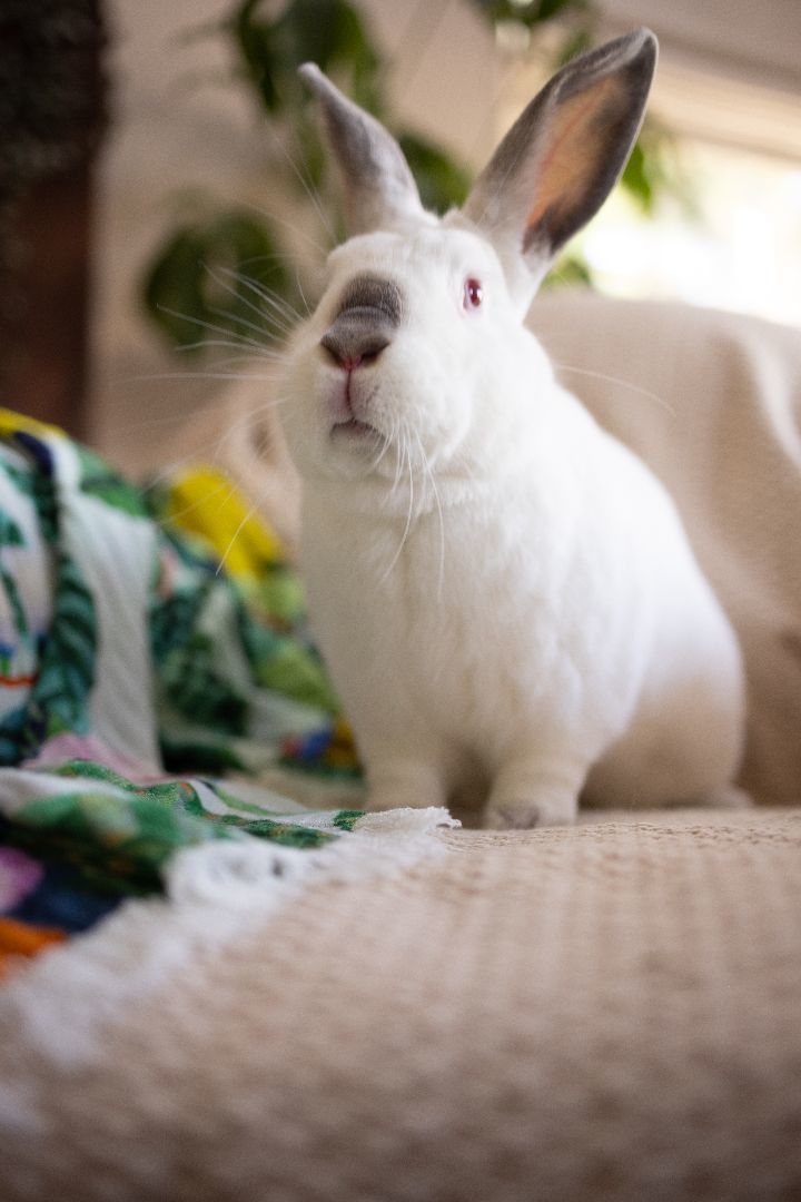 May, a Adoptable Californian in Los Angeles, CA image 4/10
