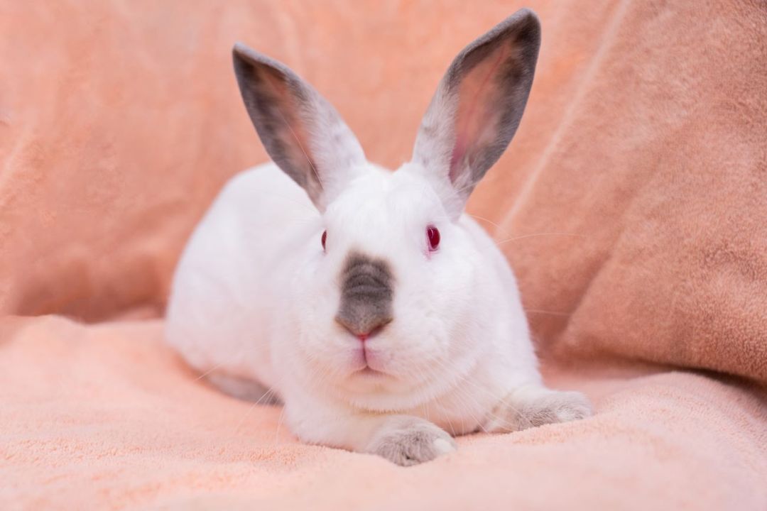 May, a Adoptable Californian in Los Angeles, CA image 5/10