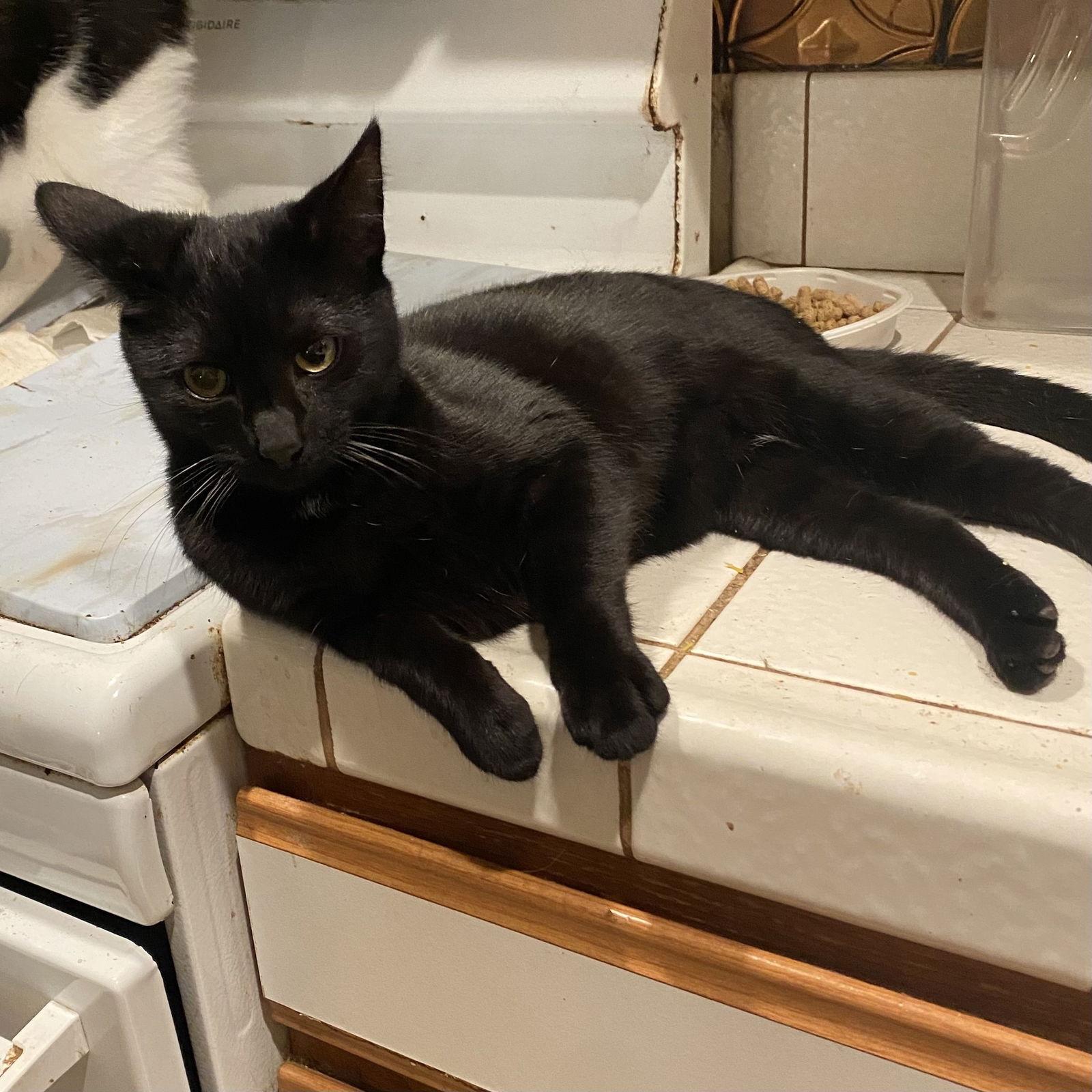 Noche (& Notte), Adoptable, Adult Female Domestic Medium Hair.