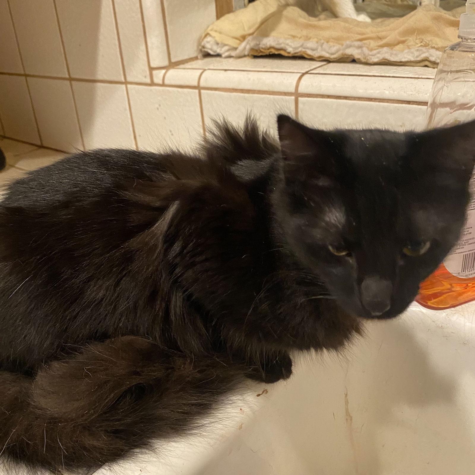 Enlarge Noche (& Notte), a Adoptable Domestic Medium Hair in Castro Valley, CA image 3/3