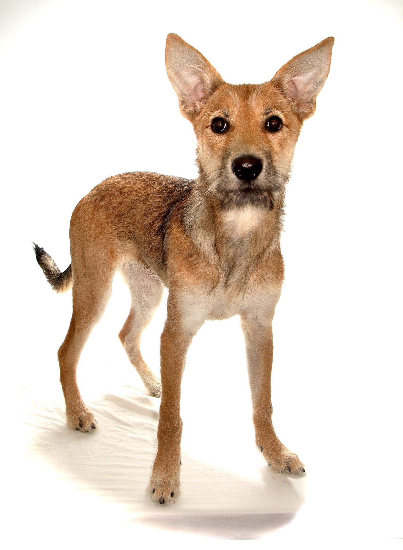 Kiwi, Adoptable, Puppy Female Shepherd & Terrier.