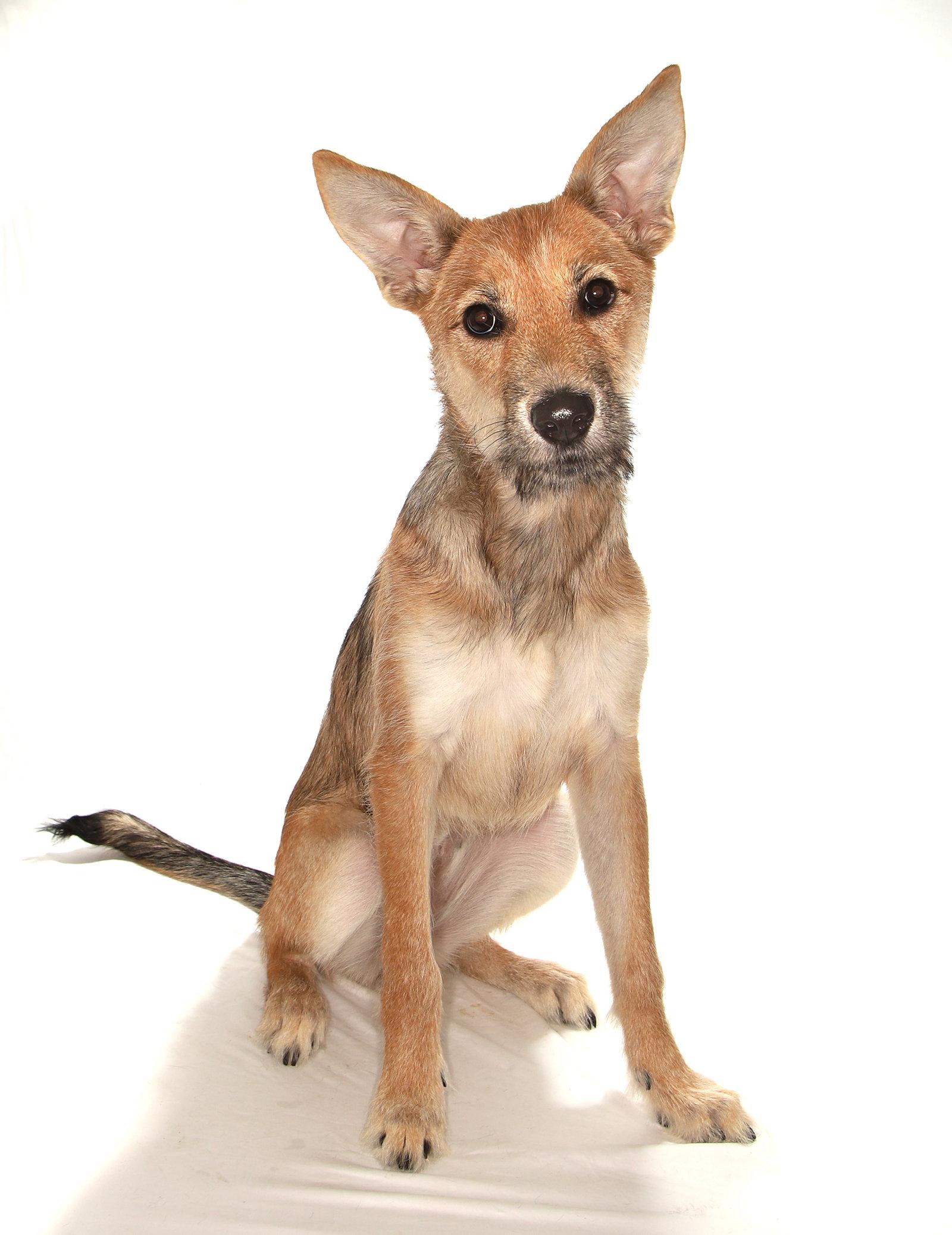 Kiwi, a Adoptable mixed breed in Oakland Park, FL image 2/3