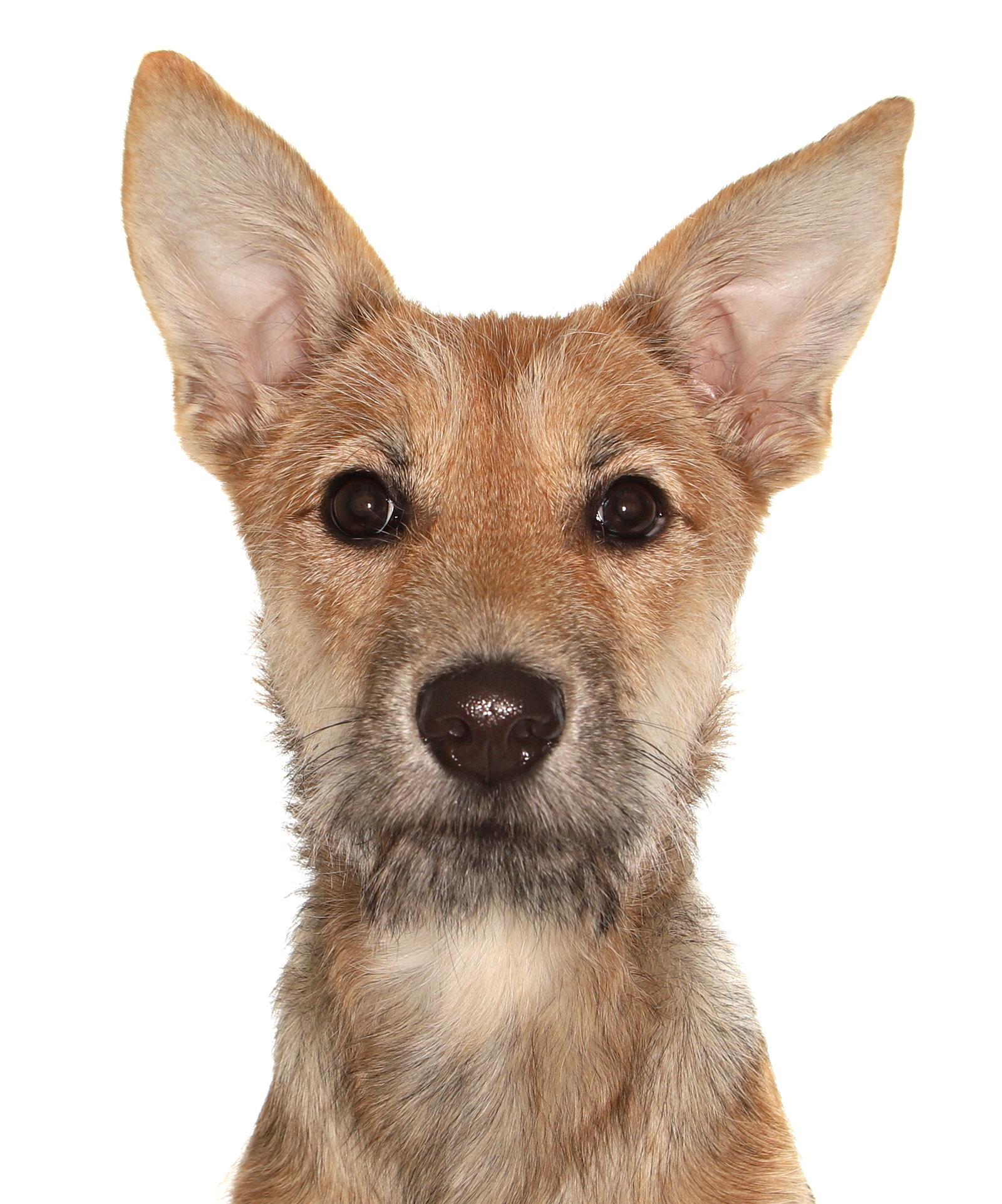 Kiwi, a Adoptable mixed breed in Oakland Park, FL image 3/3