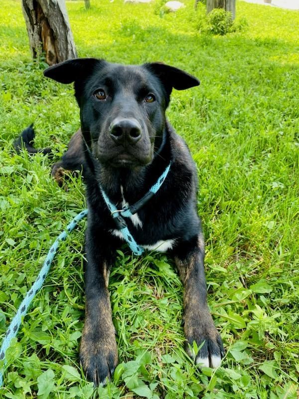 Malibu, Adoptable, Young Female Akita.