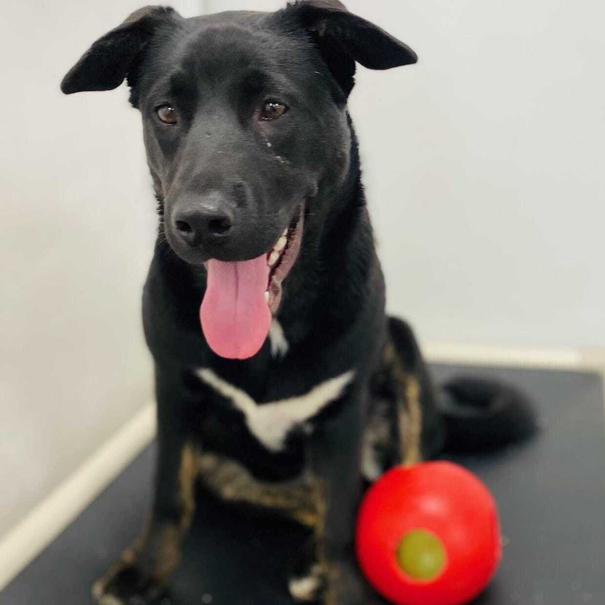 Enlarge Malibu, a Adoptable Akita in Billings, MT image 2/14