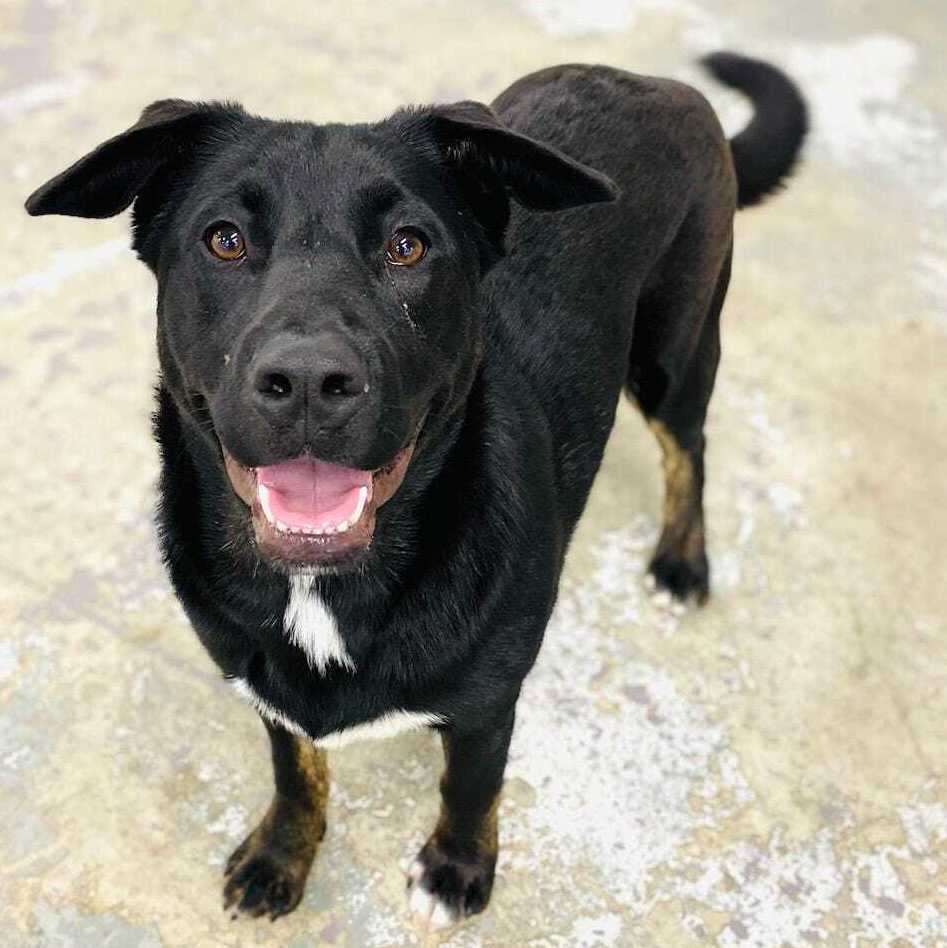 Enlarge Malibu, a Adoptable Akita in Billings, MT image 3/14