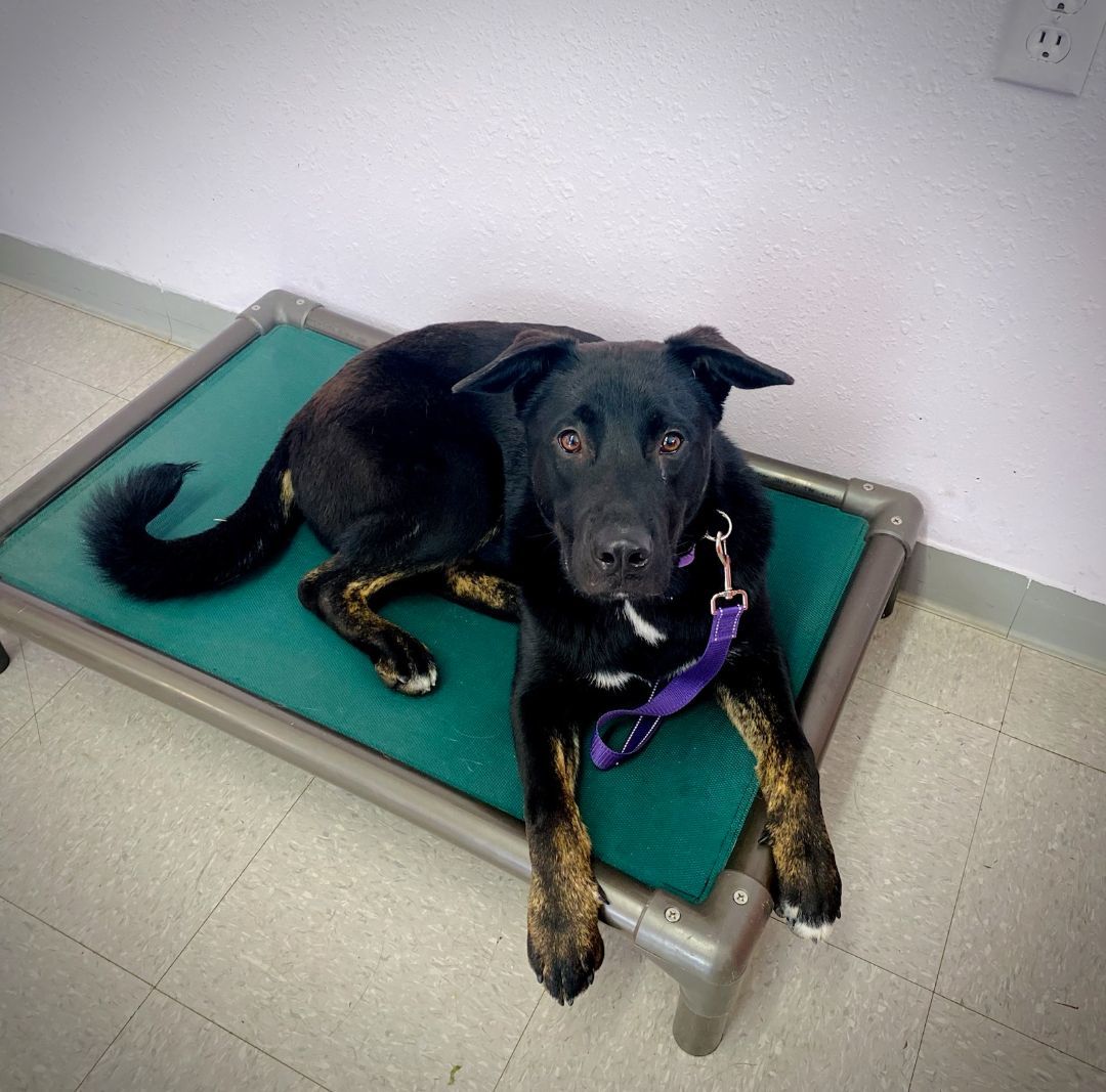 Enlarge Malibu, a Adoptable Akita in Billings, MT image 5/14