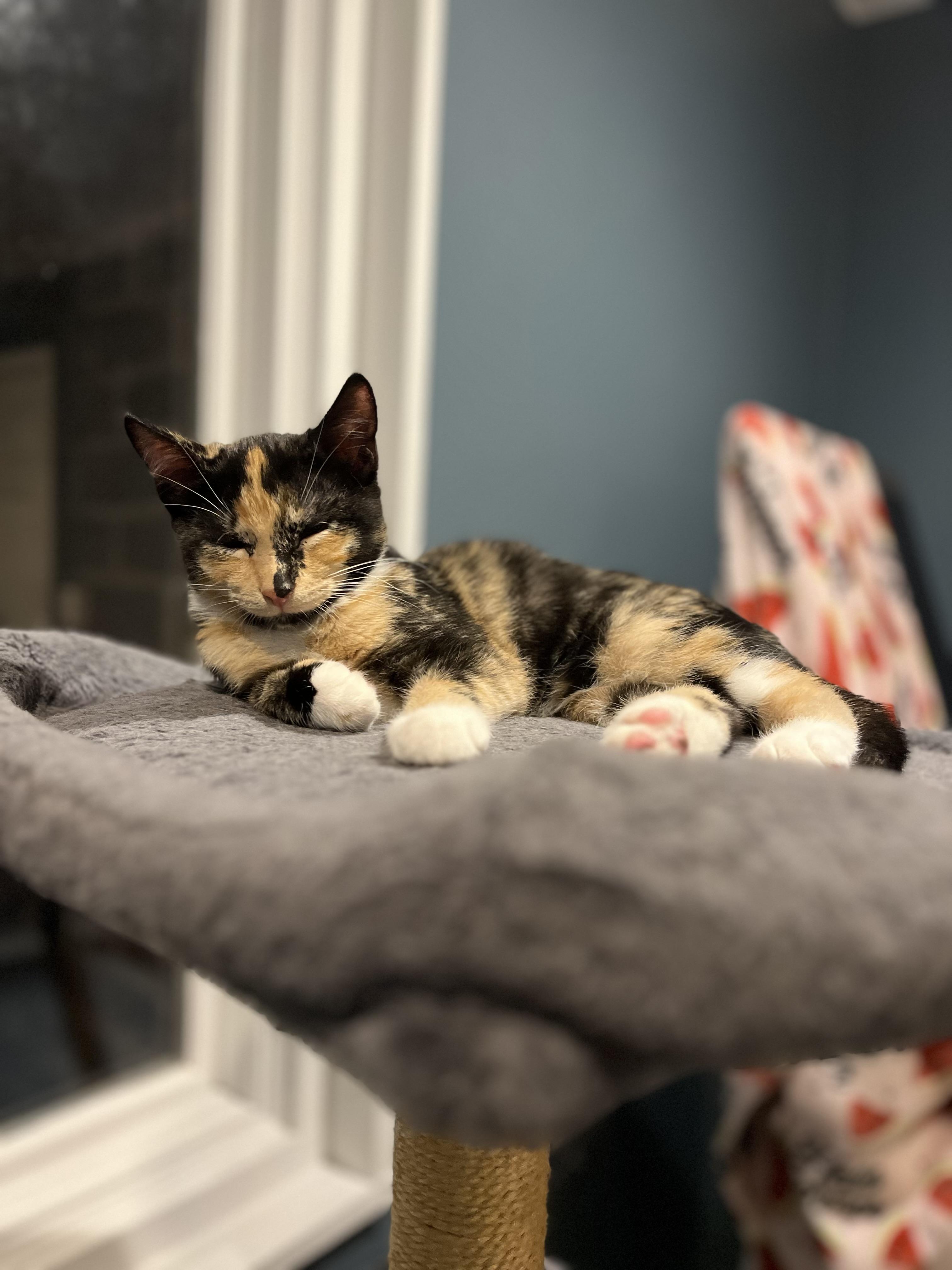 Suzy Q & Little Deb, a Adoptable mixed breed in Fairfield , CT image 1/6