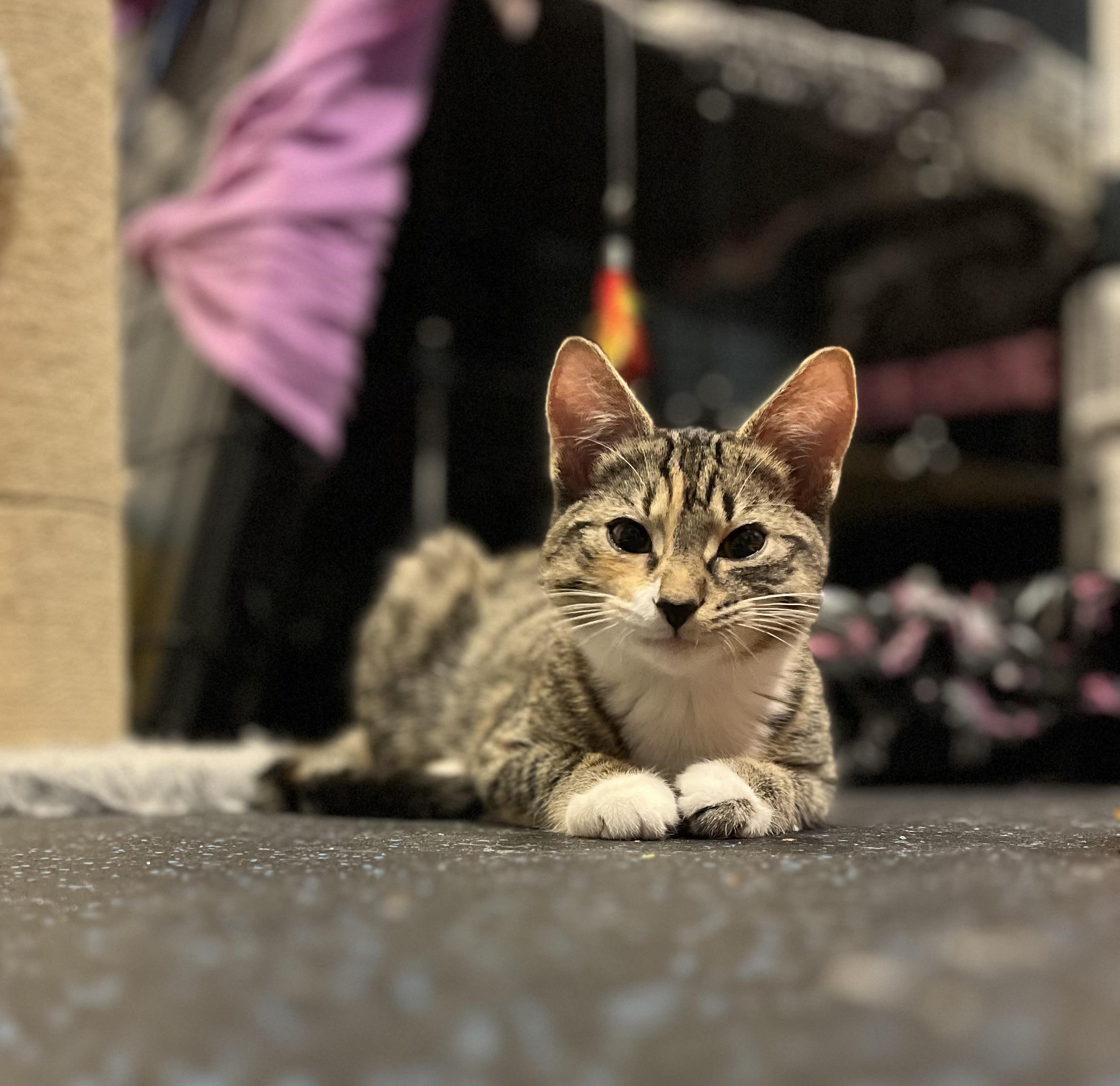 Suzy Q & Little Deb, a Adoptable mixed breed in Fairfield , CT image 4/6