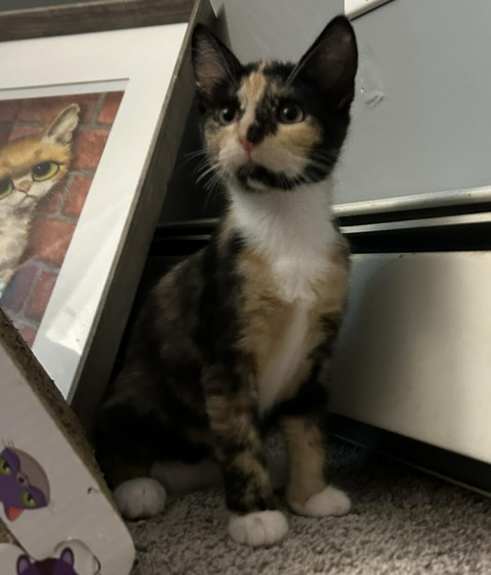 Suzy Q & Little Deb, a Adoptable mixed breed in Fairfield , CT image 2/6