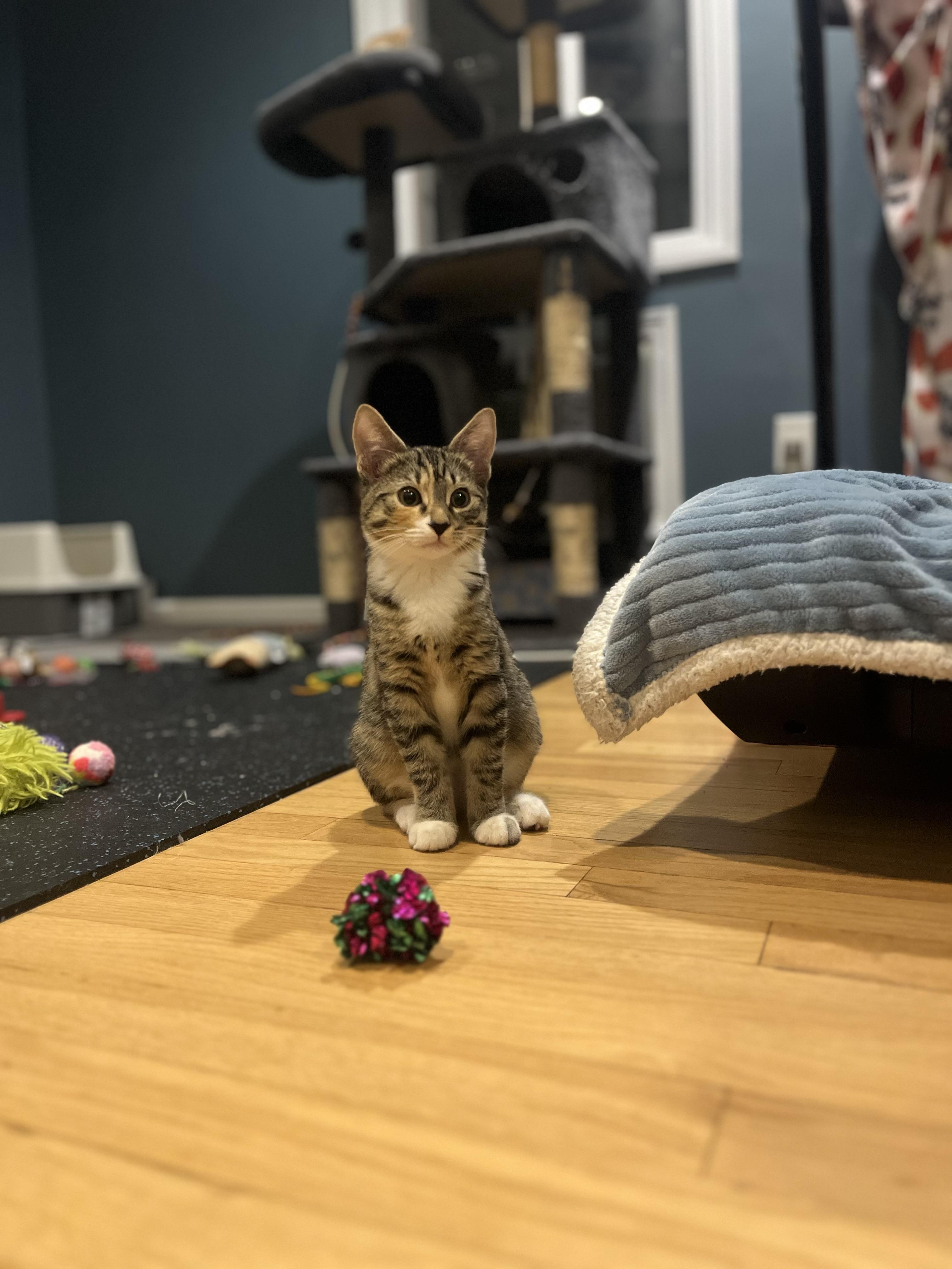 Suzy Q & Little Deb, a Adoptable mixed breed in Fairfield , CT image 5/6