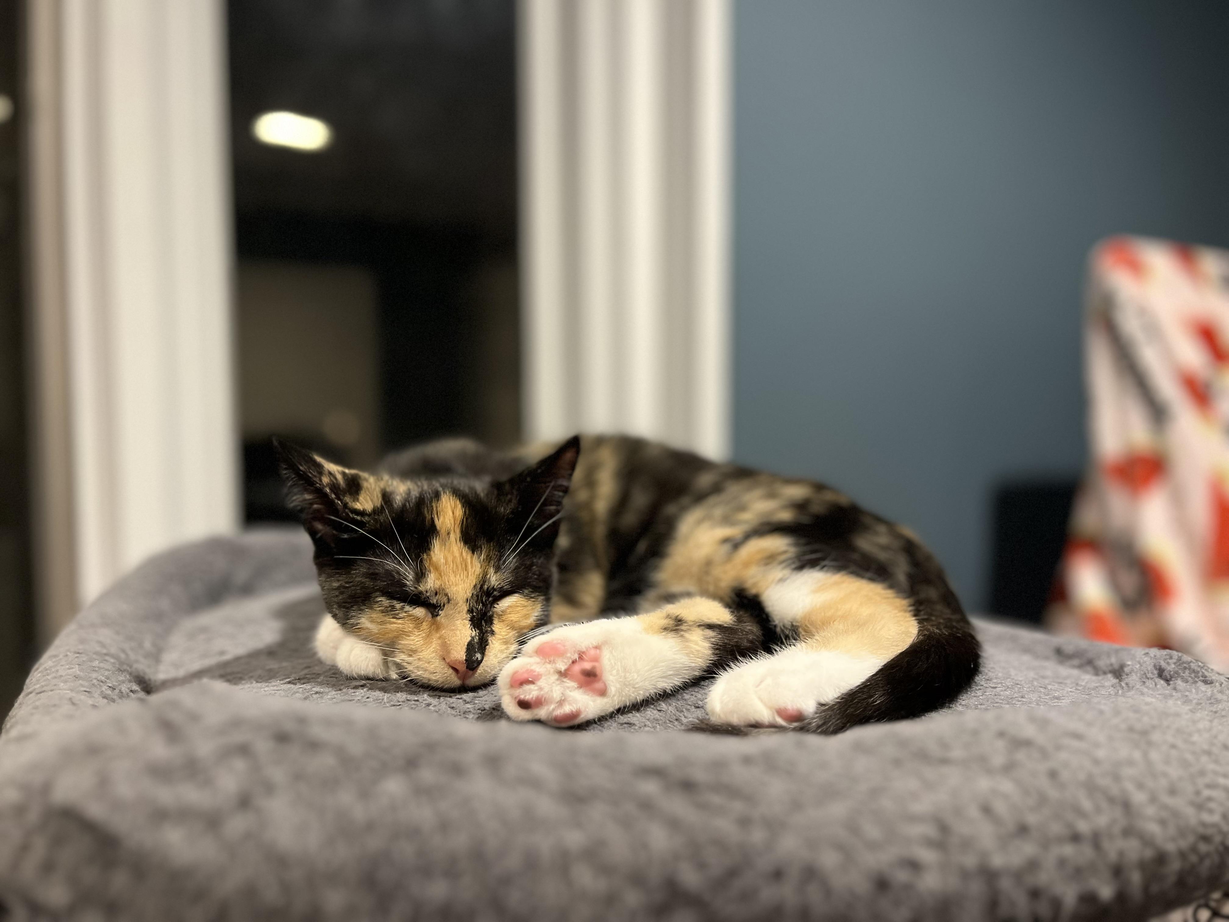 Suzy Q & Little Deb, a Adoptable mixed breed in Fairfield , CT image 6/6