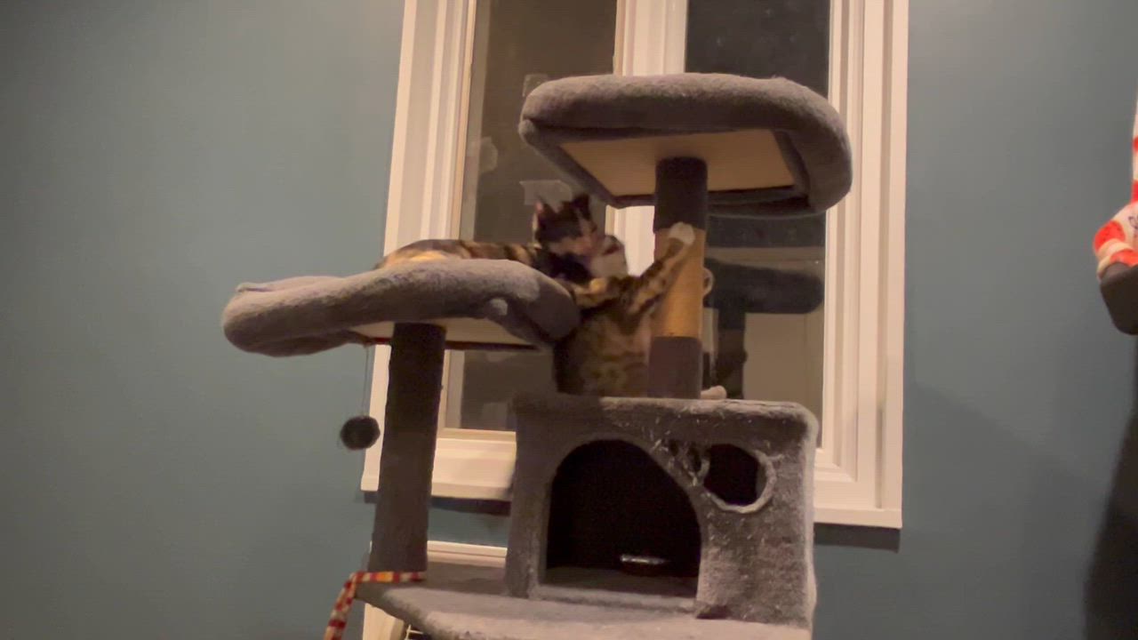 Enlarge Suzy Q & Little Deb, a Adoptable mixed breed in Fairfield , CT video 3/6